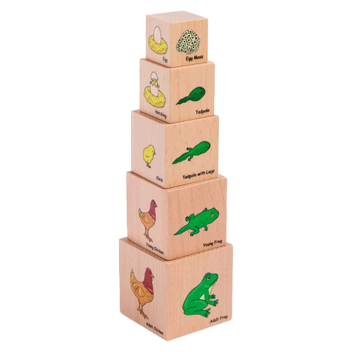 The Freckled Frog Lifecycle Wooden Blocks, Set of 5